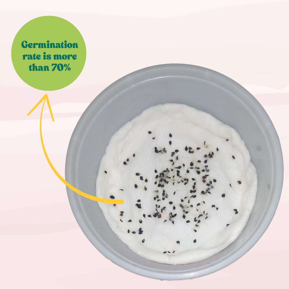 Sweet William Wee Willie Mix Seeds (200 Seeds) High Germination/ Easy To grow/ Perfect for pots, balconies, or Terrace gardens