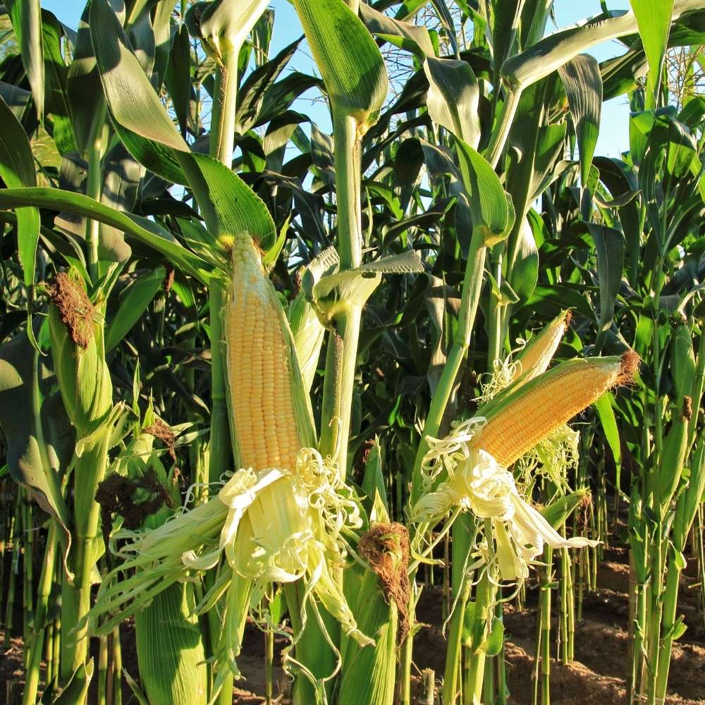 Sweet Corn (Makka) Seeds - 50 Seeds (मक्का के बीज) High Germination, Easy to Grow, Premium Quality Sweet Corn Seeds for Kitchen Gardening