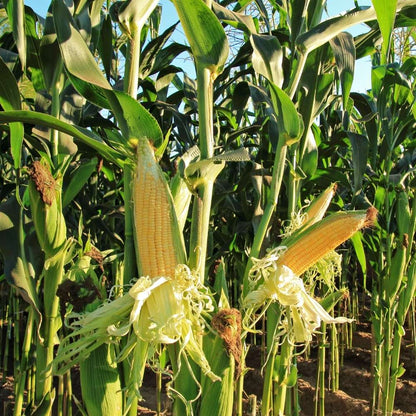 Sweet Corn (Makka) Seeds - 50 Seeds (मक्का के बीज) High Germination, Easy to Grow, Premium Quality Sweet Corn Seeds for Kitchen Gardening