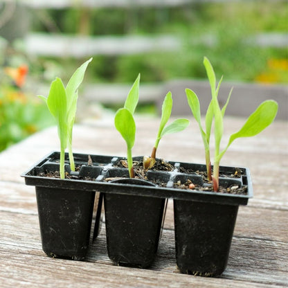 Sweet Corn (Makka) Seeds - 50 Seeds (मक्का के बीज) High Germination, Easy to Grow, Premium Quality Sweet Corn Seeds for Kitchen Gardening