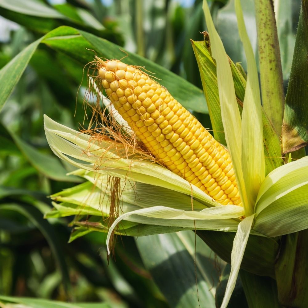 Sweet Corn (Makka) Seeds - 50 Seeds (मक्का के बीज) High Germination, Easy to Grow, Premium Quality Sweet Corn Seeds for Kitchen Gardening