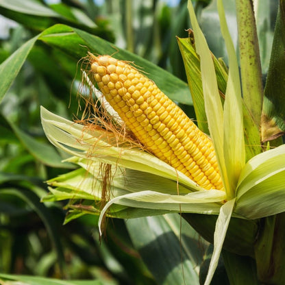 Sweet Corn (Makka) Seeds - 50 Seeds (मक्का के बीज) High Germination, Easy to Grow, Premium Quality Sweet Corn Seeds for Kitchen Gardening