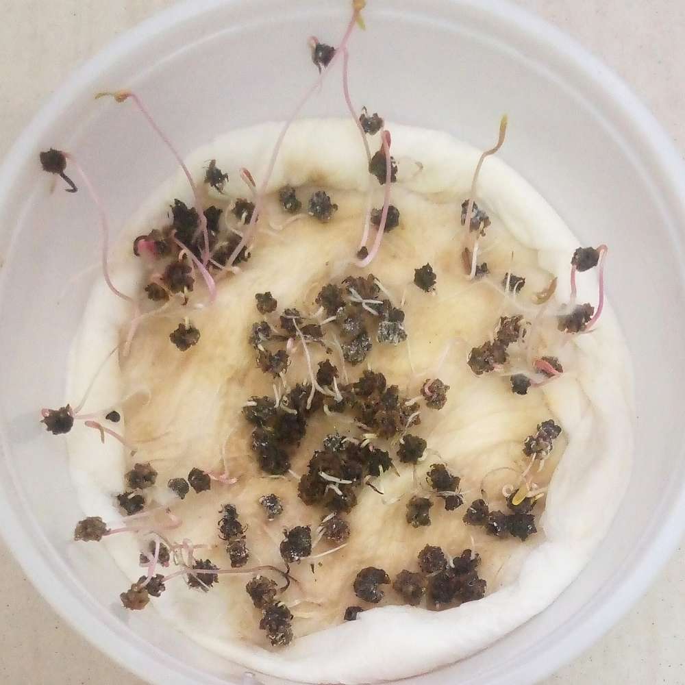 Swiss Chard Seeds - 100 Seeds (स्विस चार्ड के बीज)