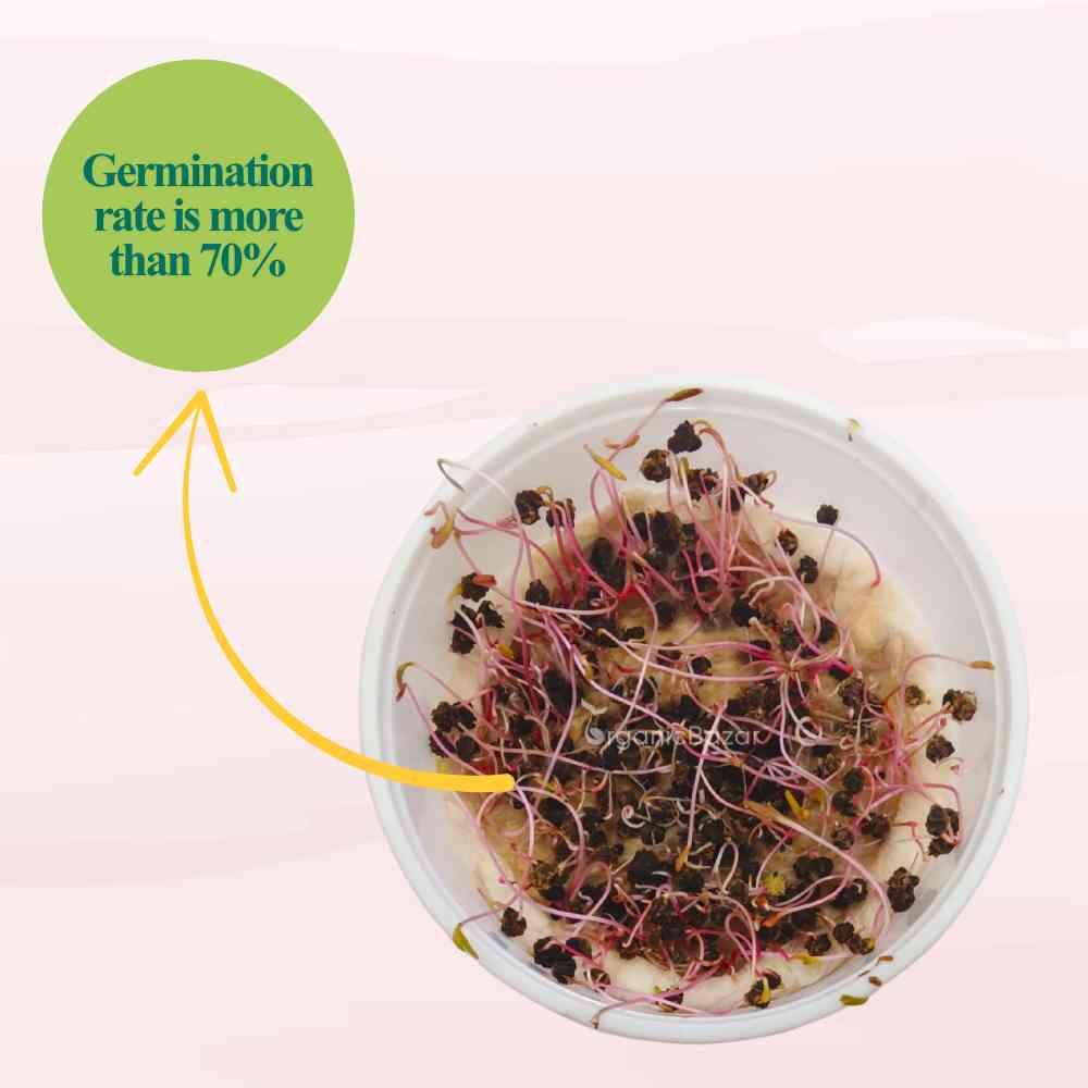 Swiss Chard Red Microgreen Seeds (20g Seeds)