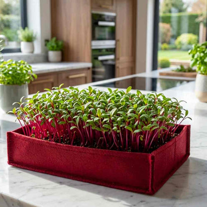 Swiss Chard Red Microgreen Seeds (20g Seeds)