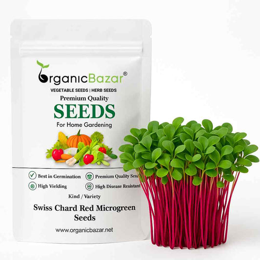 Swiss Chard Red Microgreen Seeds (20g Seeds)