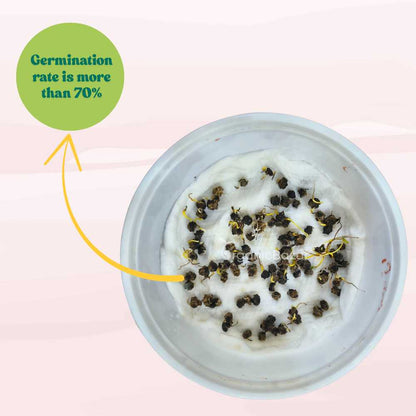 Swiss Chard Yellow Seeds (स्विस चार्ड के बीज) High Germination, Easy To Grow, Leafy Vegetable Seeds for Terrace Gardening