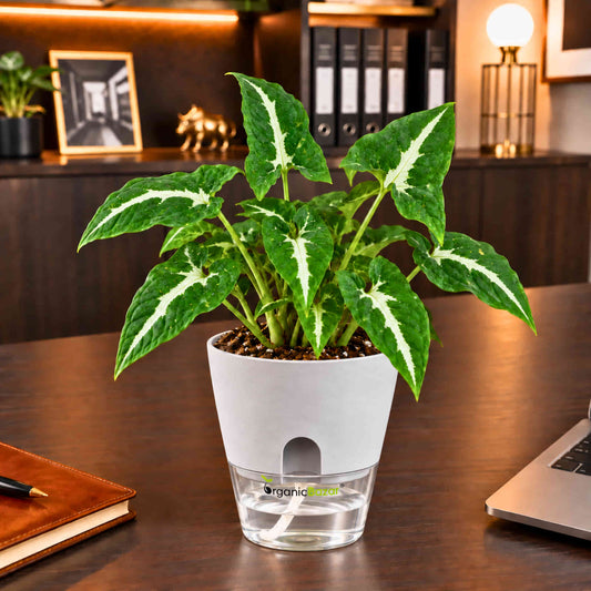 Syngonium Green Velvet Live Plant