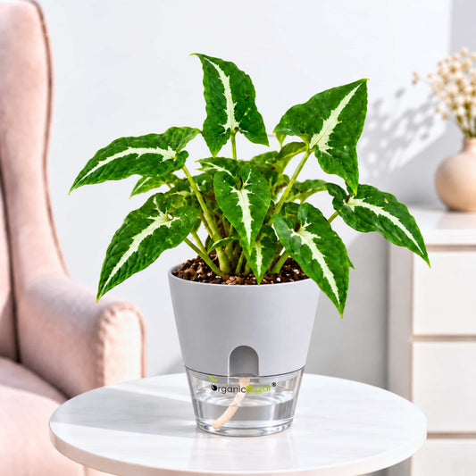 Syngonium Green Velvet Live Plant