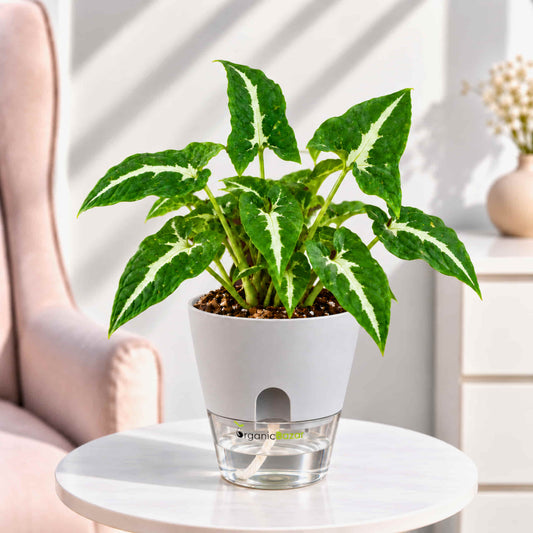 Syngonium Green Velvet Live Plant