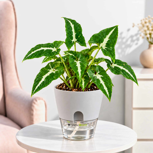 Syngonium Green Velvet Live Plant