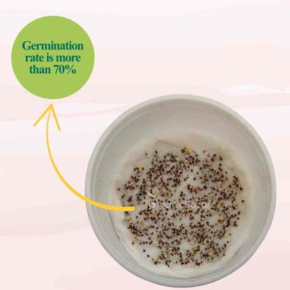 Tatsoi Green Microgreen Seeds (5g Seeds)