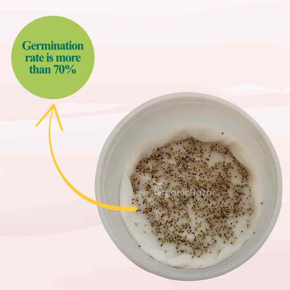 Thyme Microgreen Seeds (2g Seeds)