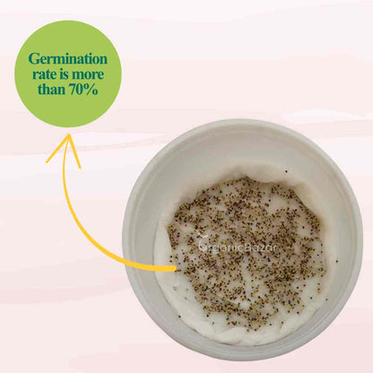 Thyme Microgreen Seeds (2g Seeds)