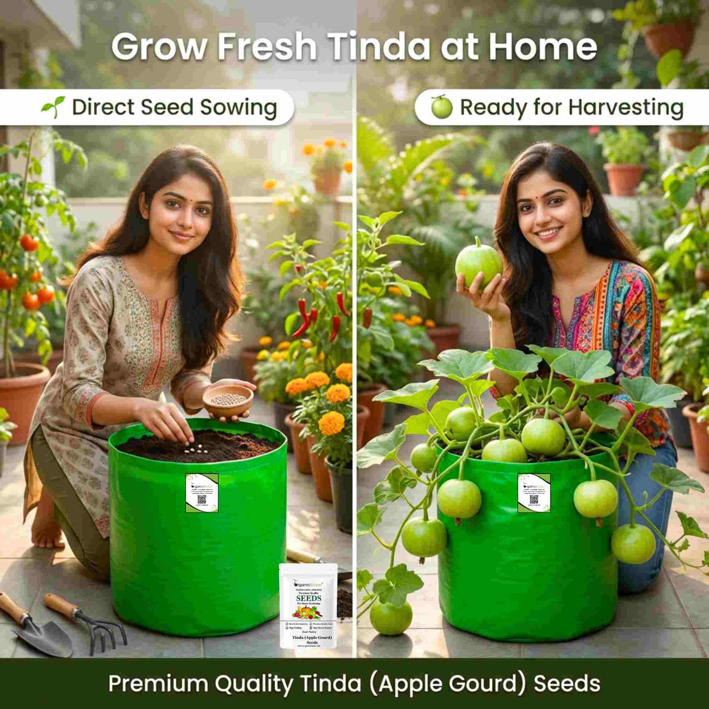 Tinda (Apple gourds) Seeds - 30 Seeds (टिंडा के बीज) High Germination/ Easy to Grow/ Ideal for Terrace/Kitchen Gardening  98 reviews