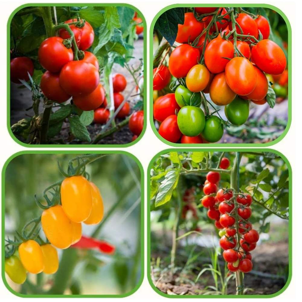 4 Popular Varieties Tomato Seeds Combo Pack