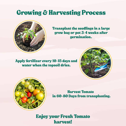 Tomato F1 Hybrid Seeds - 50 Seeds (Tamatar) (टमाटर के बीज) High Germination/ Easy to Grow/ Ideal for Terrace/Kitchen Gardening