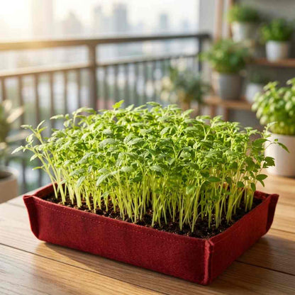 Tomato Microgreen Seeds (3g)