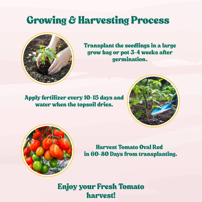 Tomato Oval Red Seeds - 50 Seeds (Tamatar/टमाटर के बीज) High Germination/ Easy to Grow/ Ideal for Terrace/Kitchen Gardening