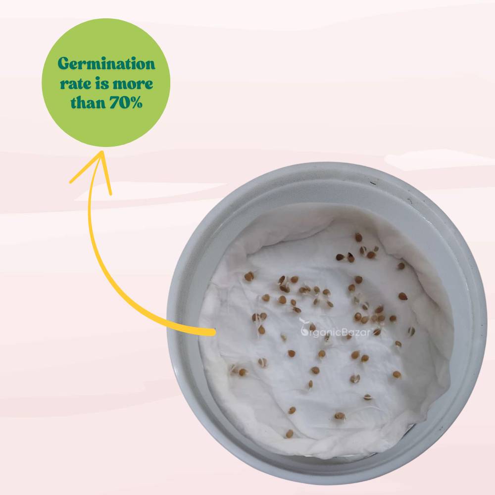 Tomato Oval Red Seeds - 50 Seeds (Tamatar/टमाटर के बीज) High Germination/ Easy to Grow/ Ideal for Terrace/Kitchen Gardening