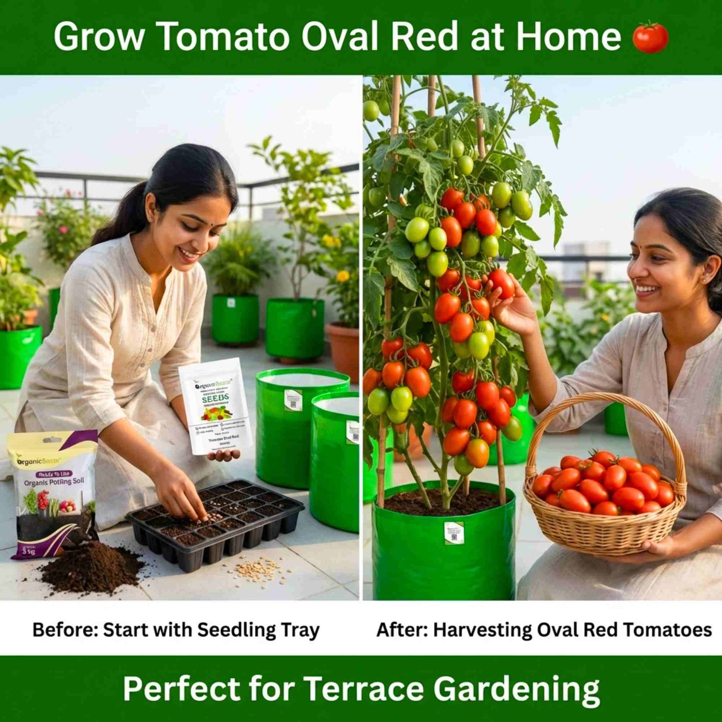 Tomato Oval Red Seeds - 50 Seeds (Tamatar/टमाटर के बीज) High Germination/ Easy to Grow/ Ideal for Terrace/Kitchen Gardening