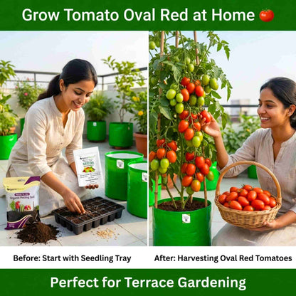 Tomato Oval Red Seeds - 50 Seeds (Tamatar/टमाटर के बीज) High Germination/ Easy to Grow/ Ideal for Terrace/Kitchen Gardening