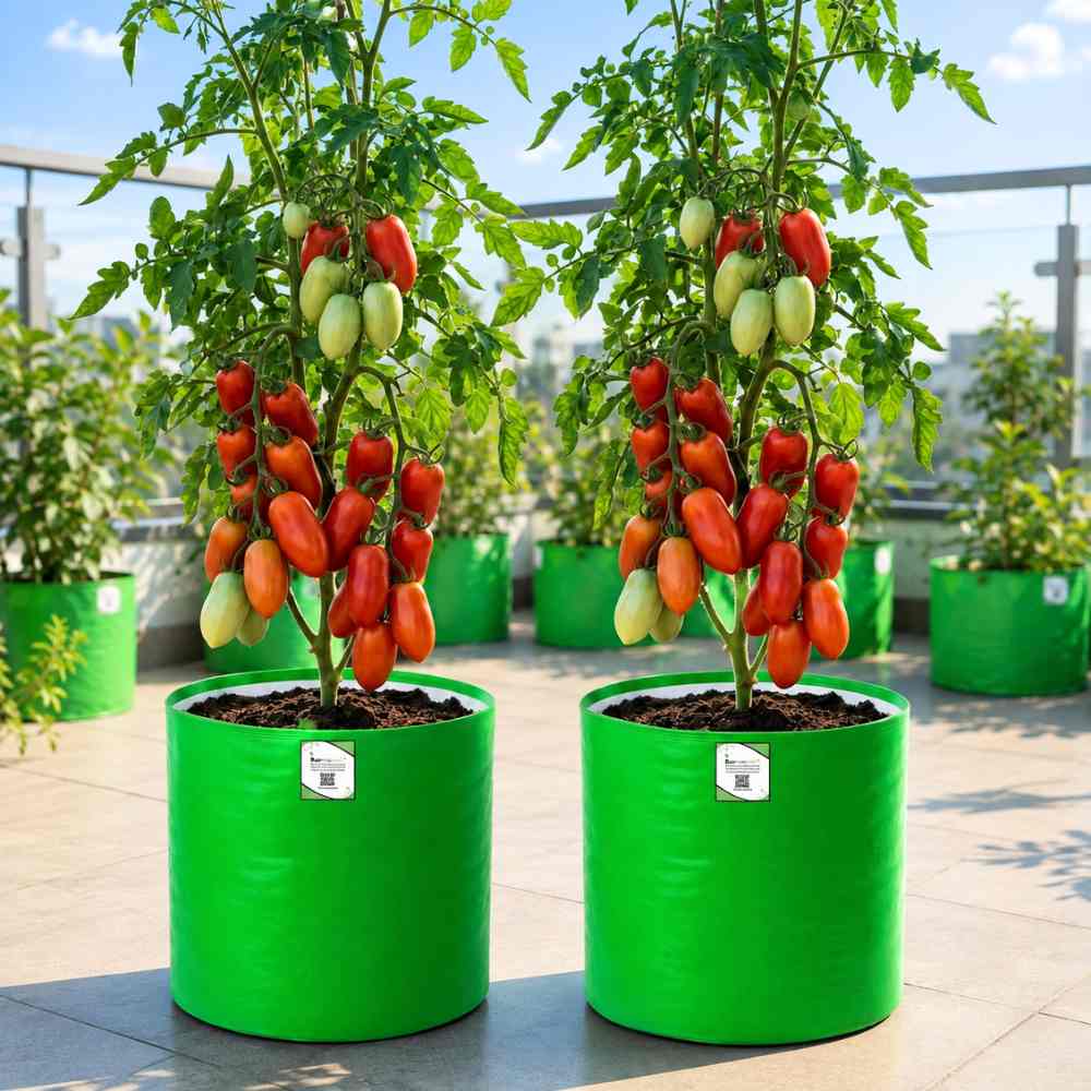 Tomato San Marzano Seeds - 50 Seeds (Tamatar/टमाटर के बीज) High Germination/ Easy to Grow/ Ideal for Terrace/Kitchen Gardening