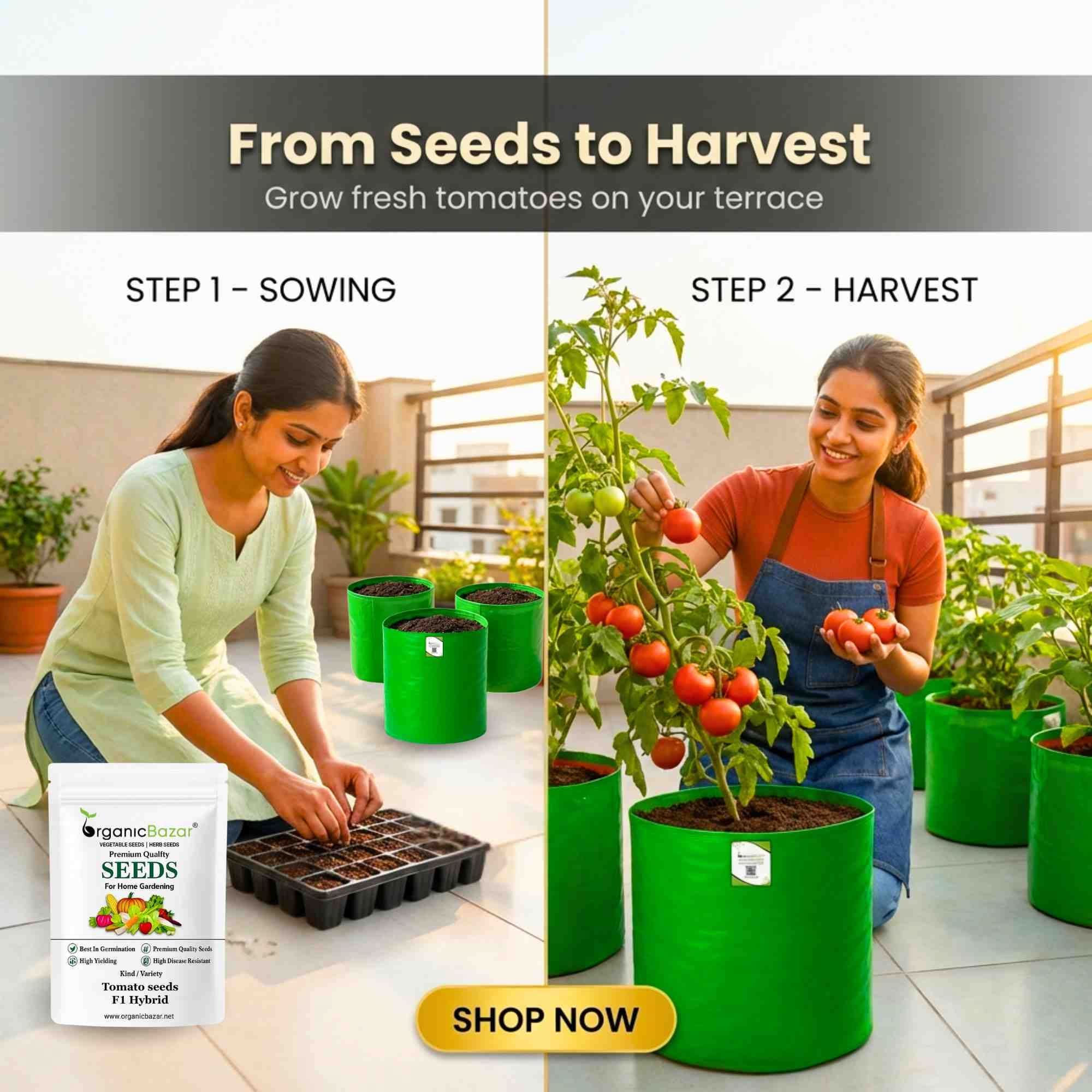 Buy Best Quality Tomato Seeds Online - Organicbazar