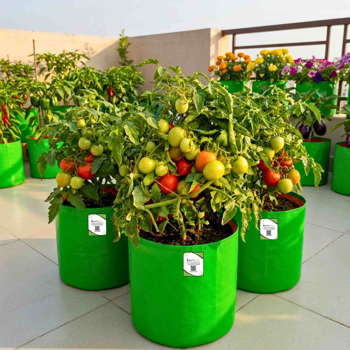 Tomato F1 Hybrid Seeds - 50 Seeds (Tamatar) (टमाटर के बीज) High Germination/ Easy to Grow/ Ideal for Terrace/Kitchen Gardening