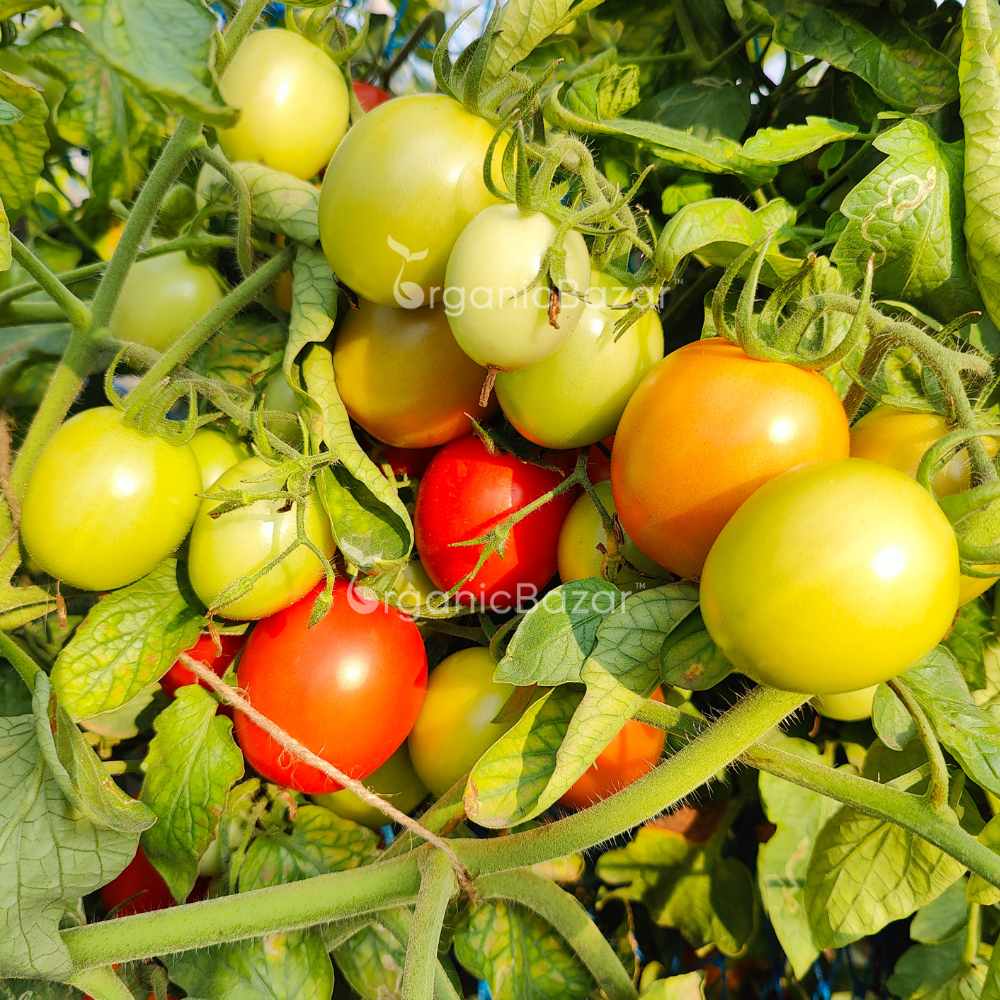 Tomato F1 Hybrid Seeds - 50 Seeds (Tamatar) (टमाटर के बीज) High Germination/ Easy to Grow/ Ideal for Terrace/Kitchen Gardening