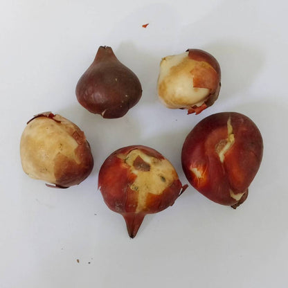 Tulip (Orange And Yellow) Flower Bulbs
