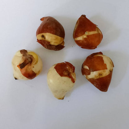 Tulip Pink Flower Bulbs (05N) Elegant Spring Blooms for Home Garden 🌷✨