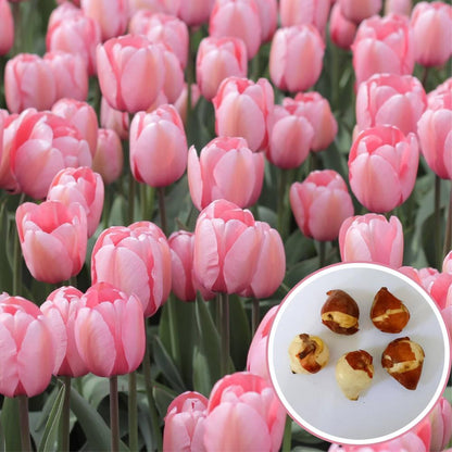 Tulip Pink Flower Bulbs (05N) Elegant Spring Blooms for Home Garden 🌷✨
