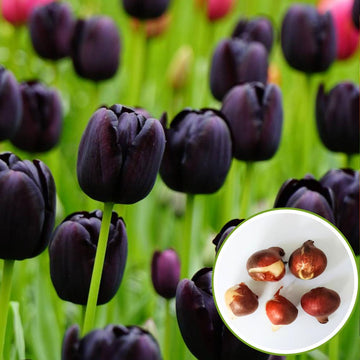 Tulip Black Jack Flower Bulbs