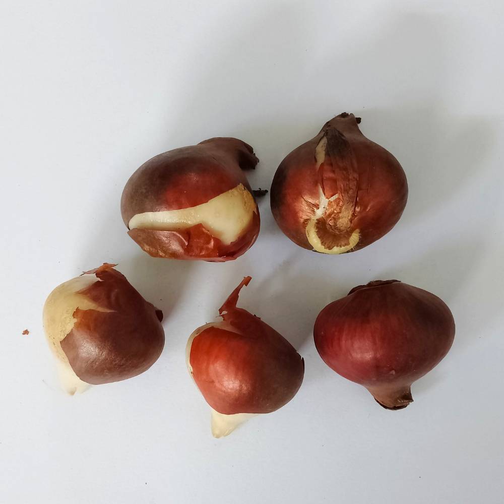 Tulip Yellow Flower Bulbs (05N)