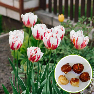 Tulip Happy Generation Flower Bulbs