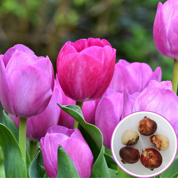 Tulip Purple Prince Flower Bulbs