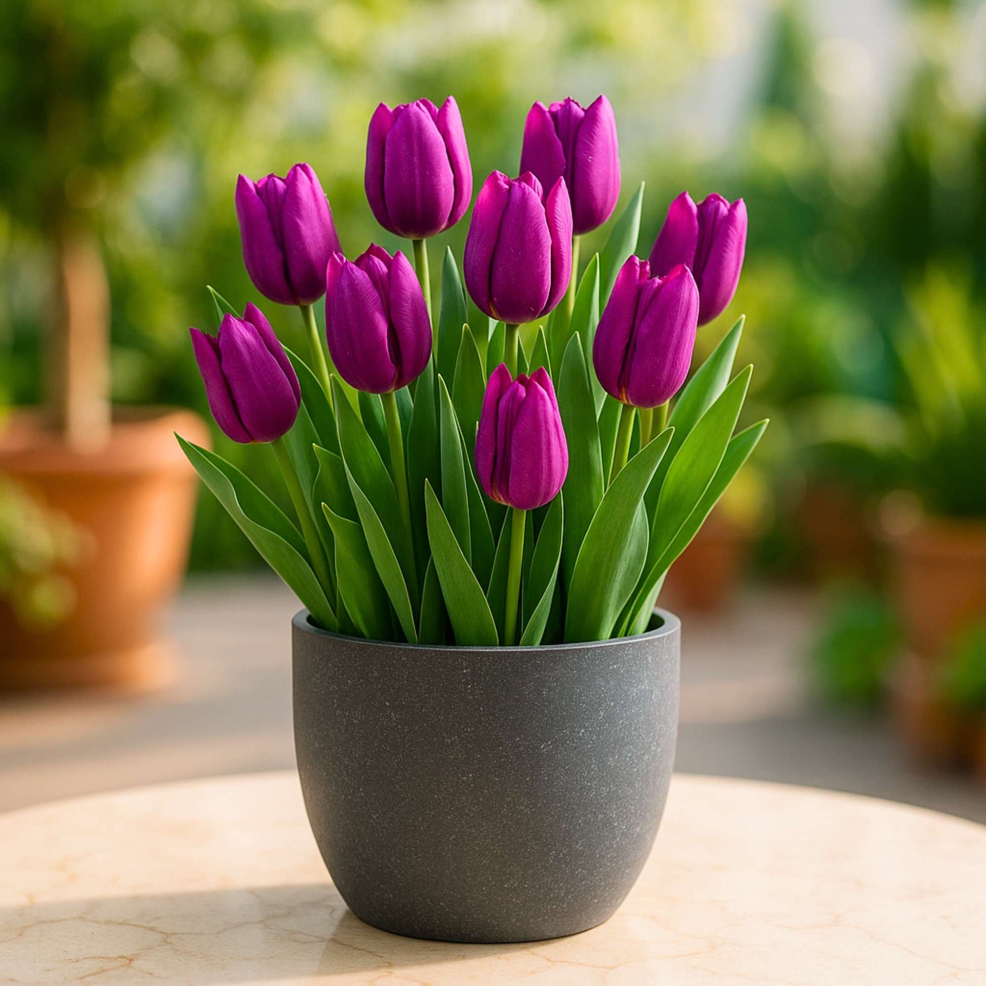purple prince plant indoor Buy Best Quality Tulip Purple Prince Flower Bulbs Online