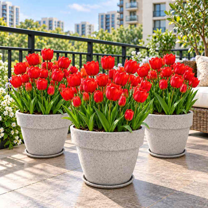 Tulip Red Flower Bulbs (05N)