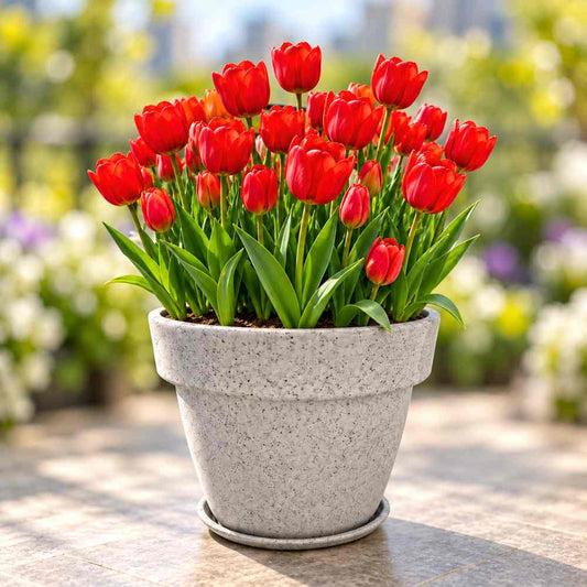Tulip Red Flower Bulbs (05N)