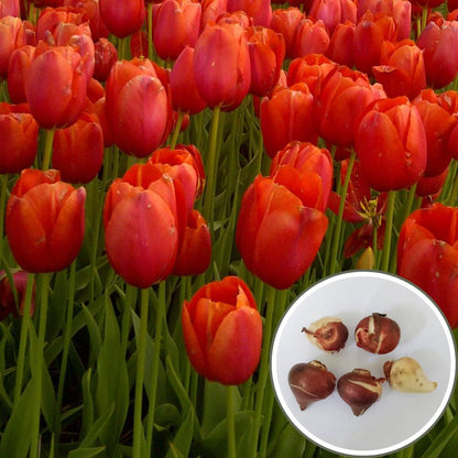 Tulip Red Flower Bulbs (05N)