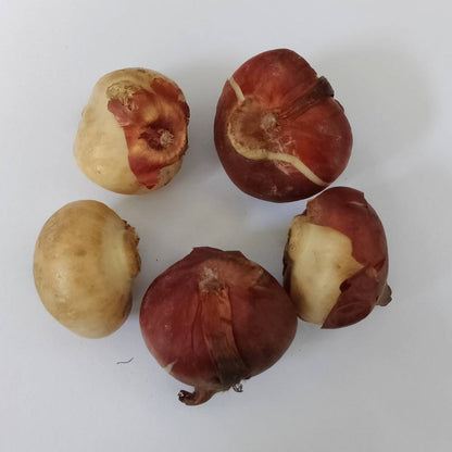 Tulip Mixed Color Flower Bulbs (05 bulbs)