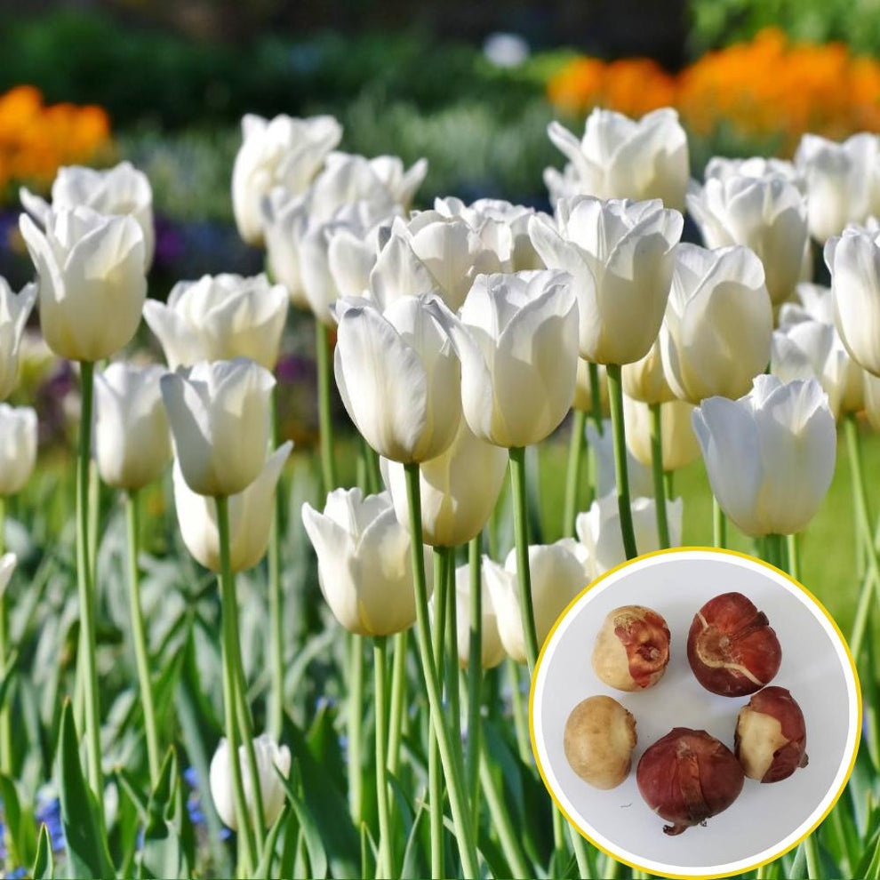 Buy Best Quality Tulip White Marvel Flower Bulbs Online - Organicbazar