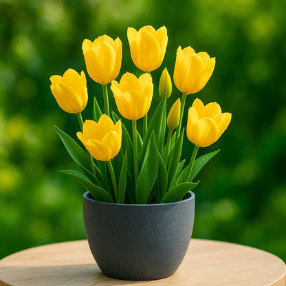 Tulip Yellow Flower Bulbs (05N)