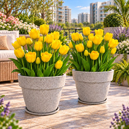 Tulip Yellow Flower Bulbs (05N) Elegant Spring Blooms for Home Garden 🌷