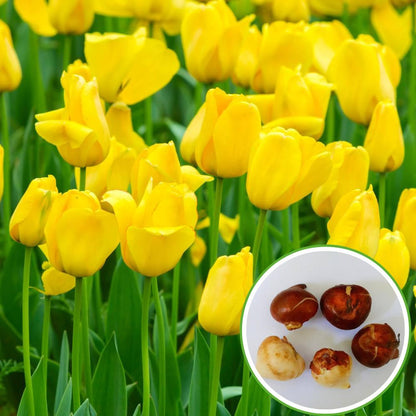 Tulip Yellow Flower Bulbs (05N)