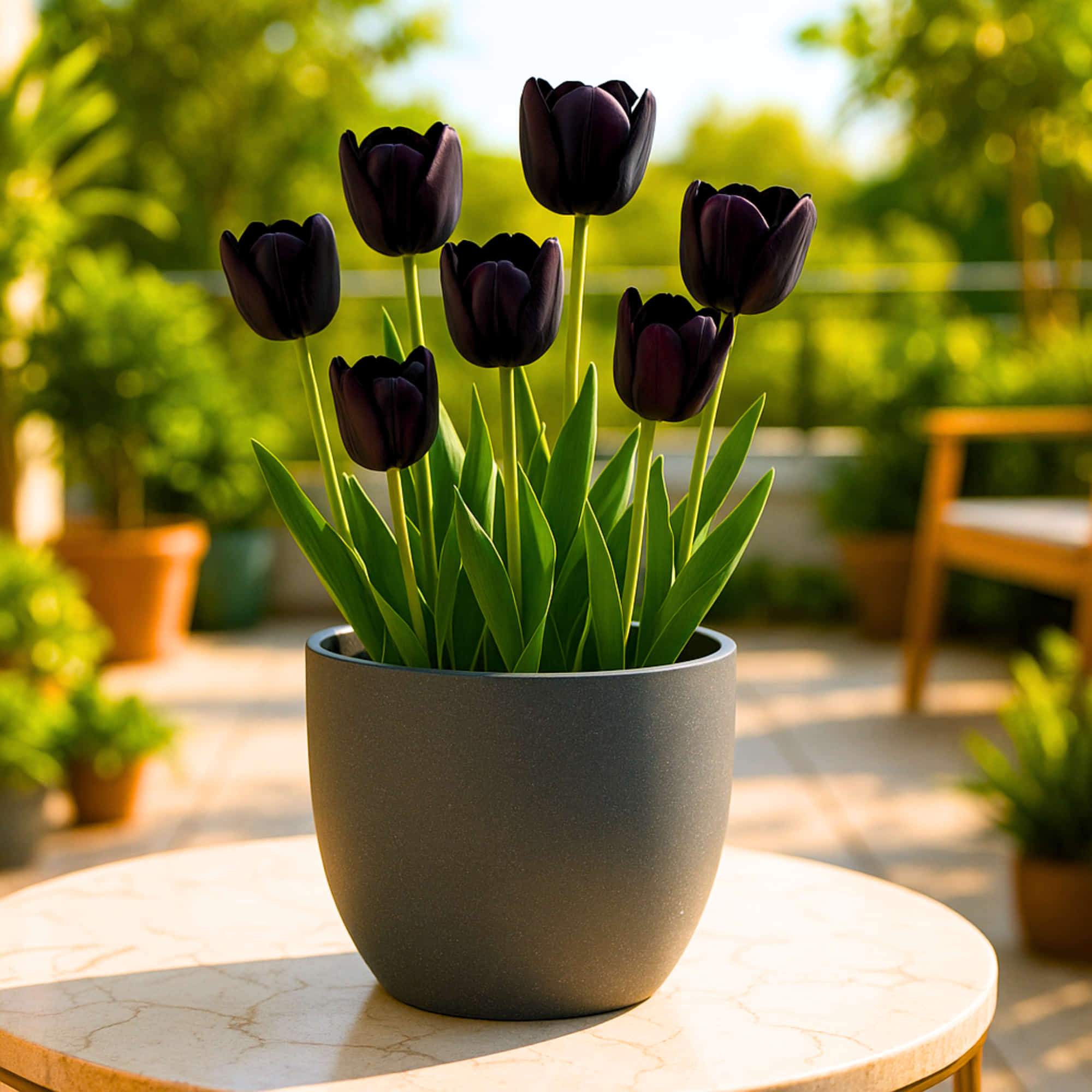 Tulip Black Jack Flower Bulbs