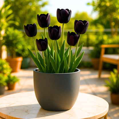 black flower seeds and bulbs Buy Best Quality Tulip Black Jack Flower Bulbs Online