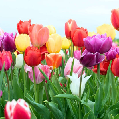 Tulip Mixed Color Flower Bulbs (05 bulbs)