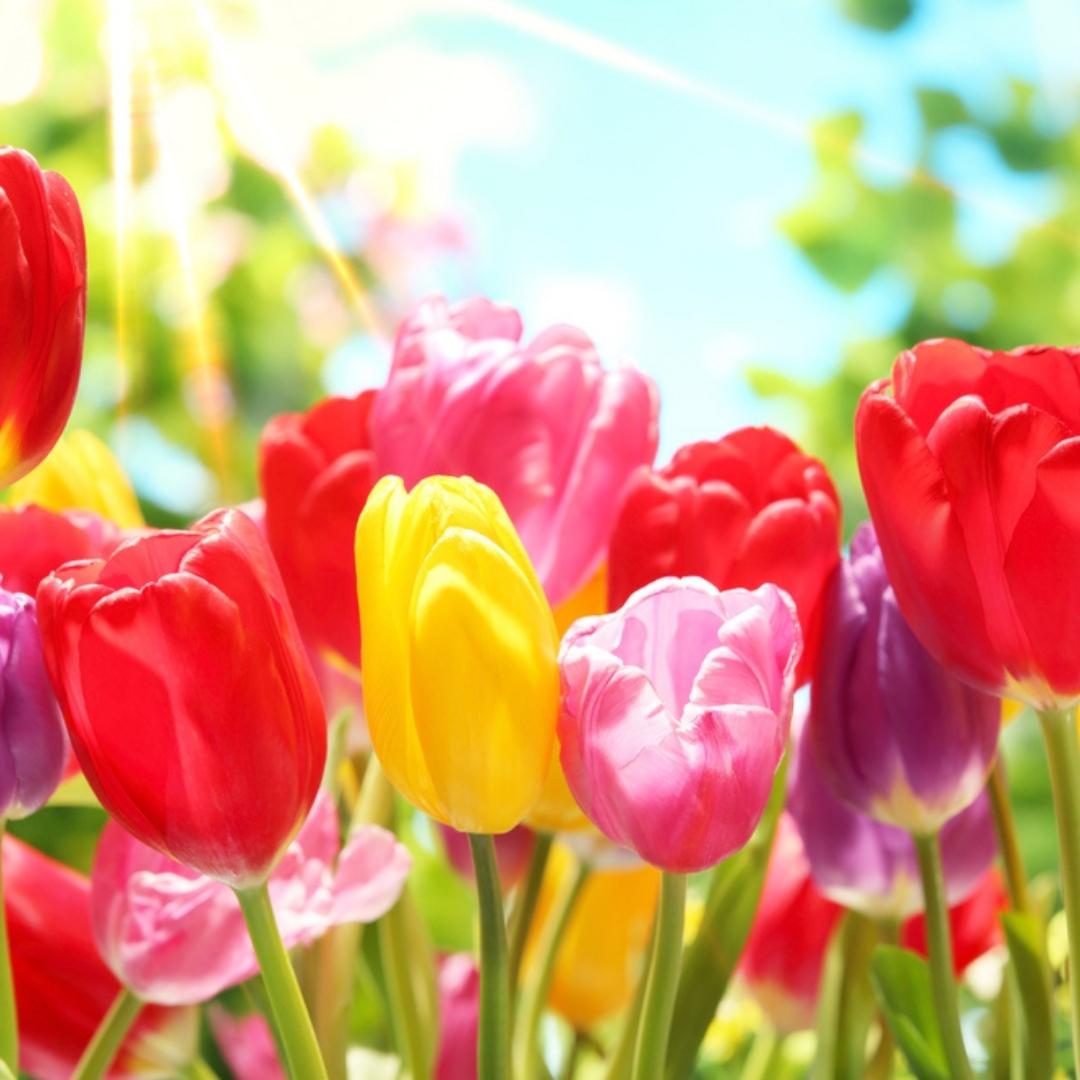 Tulip Mixed Color Flower Bulbs (05 bulbs)